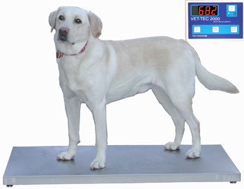 TECHNIDYNE VET-TEC 2000 WALK ON SCALE