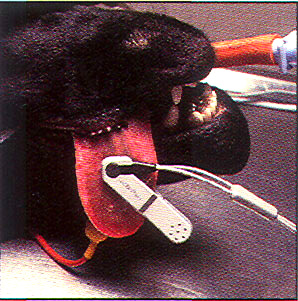 Nellcor VetSat V-Sat Veterinary Sensor